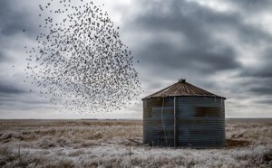 Americana Awards