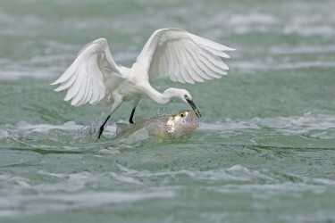 Americana Awards